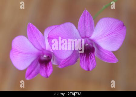 Primo piano di un'orchidea di Larat viola il cui nome latino è Dendrobium bigibbum var. schoederianum con sfondo sfocato Foto Stock
