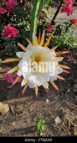 Fiori di Selenicereus grandiflorus o fiori di cactus ornamentali bianchi Foto Stock