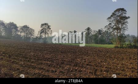 Consistenza di terreni agricoli in una piantagione di canna da zucchero che è stata raccolta e che è pronta per essere nuovamente piantata Foto Stock