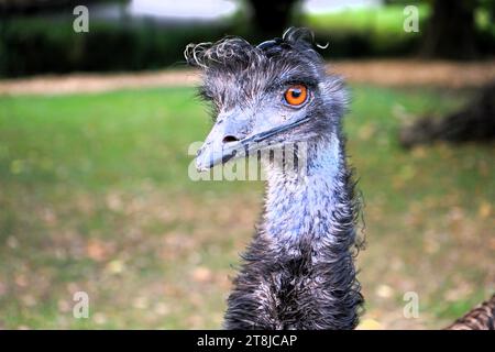 Primo piano di emu con gli occhi arancioni e il piumaggio arruffato, Dromaius Foto Stock