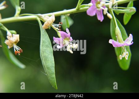 In natura fiorisce un ramoscello Lycium barbarum Foto Stock