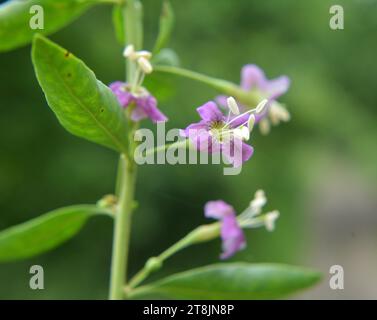 In natura fiorisce un ramoscello Lycium barbarum Foto Stock