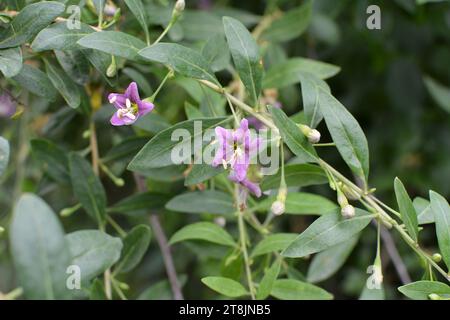 In natura fiorisce un ramoscello Lycium barbarum Foto Stock