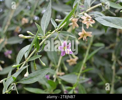 In natura fiorisce un ramoscello Lycium barbarum Foto Stock