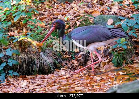 Cicogna nera che cammina nell'acqua, Ciconia nigra Foto Stock