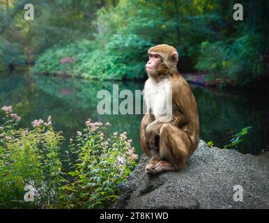 Macaque giapponese o scimmia delle nevi (macaca fuscata) Foto Stock