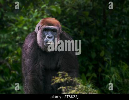 Pianura occidentale (Gorilla gorilla gorilla gorilla) Foto Stock