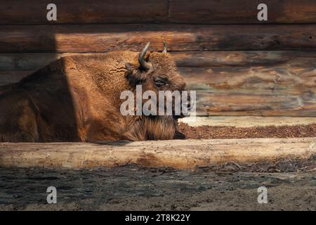 European Bison Resting (bison bonasus) Foto Stock