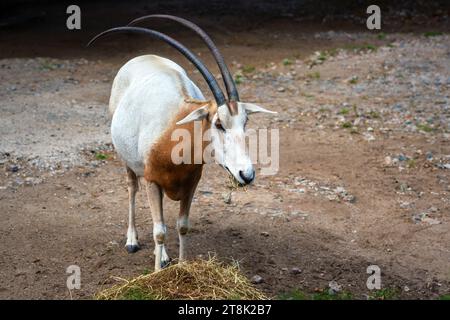 Scimitar Oryx (oryx dammah) - Antelope Foto Stock