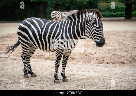 Grants Zebra (equus quagga boehmi) Foto Stock