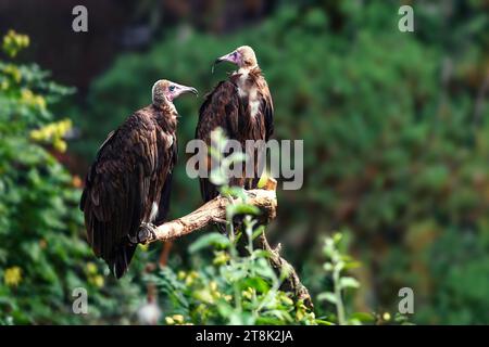 Coppia avvoltoio con cappuccio (necrosyrtes monachus) Foto Stock