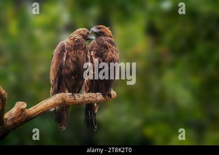 Coppia Aquila reale (aquila chrysaetos) Foto Stock