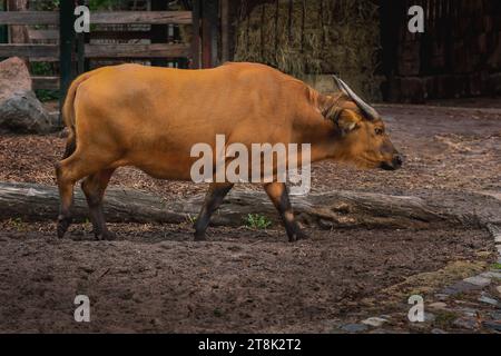 Bufalo forestale (syncerus caffer nanus) Foto Stock
