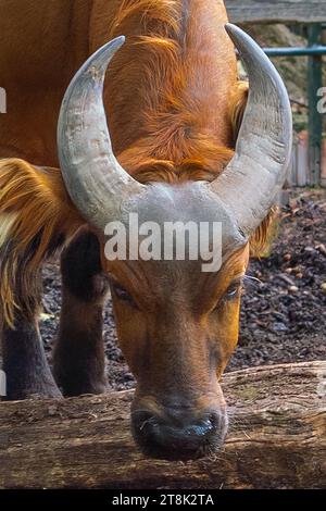Testa e corna di bufalo forestale (syncerus caffer nanus) Foto Stock
