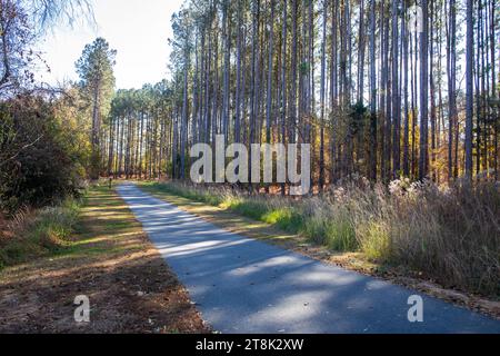 Nel tardo pomeriggio il sole proietta ombre di alberi di pinro dritti lungo un sentiero pavimentato. Foto Stock