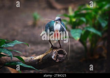 Luzon piccione cuore sanguinante (gallicolumba luzonica) Foto Stock