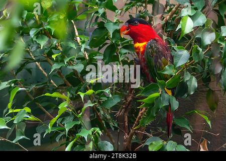 Pappagallo di Lory con pappagallo viola (lorius domicella) Foto Stock