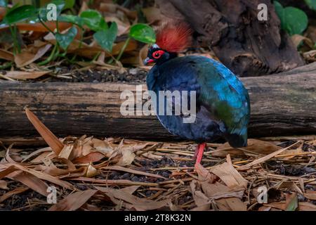 Uccello crestato Partridge (rollulus rouloul) Foto Stock