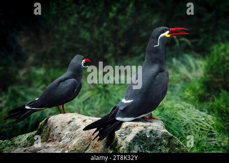 Uccelli Inca Tern (larosterna inca) Foto Stock