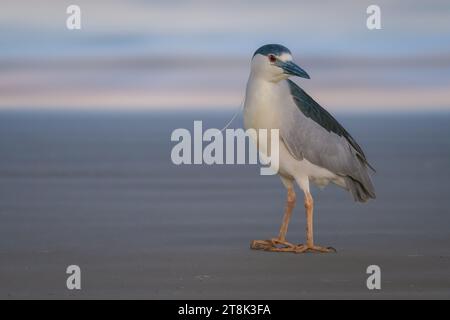 Heron notturno dalla corona nera su una spiaggia (Nycticorax nycticorax) Foto Stock