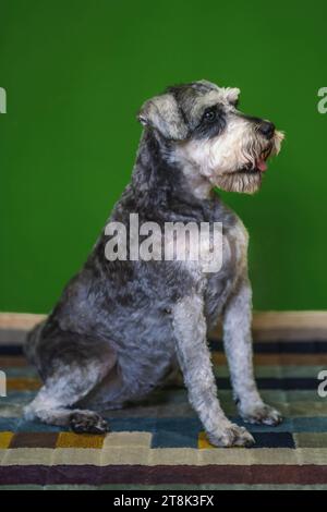 Cane Schnauzer in miniatura con sale e pepe Foto Stock