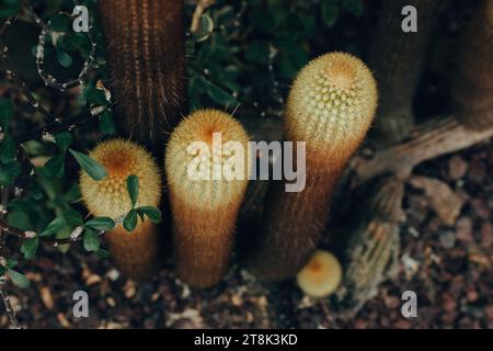 Brown Lava Cactus cresce su terreno asciutto in un giardino. Punta Espinoza. Cactusi lavici. Foto Stock