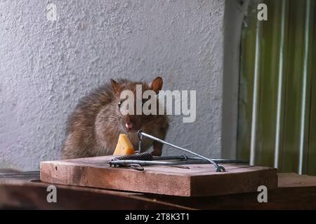 Brown Rat vicino a un mousetrap Foto Stock