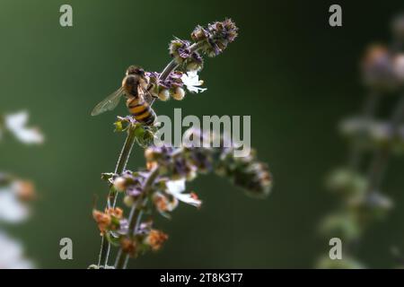 Il miele delle api su un fiore Foto Stock