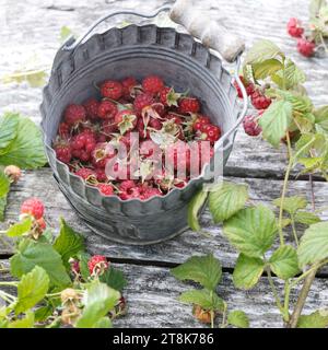 Lampone rosso europeo (Rubus idaeus), raccolto lamponi in un secchio, Germania Foto Stock