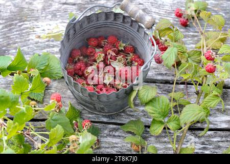 Lampone rosso europeo (Rubus idaeus), raccolto lamponi in un secchio, Germania Foto Stock