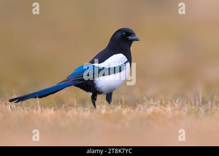 Magpie a becco nero, magpie eurasiatiche, magpie comuni (Pica pica), appollaiate in un prato asciutto, vista laterale, Italia, Toscana Foto Stock