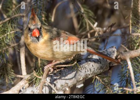 Primo piano femmina Northern Cardinal arroccata nei boughs di abete bianco nella Chippewa National Forest, Minnesota settentrionale, USA Foto Stock