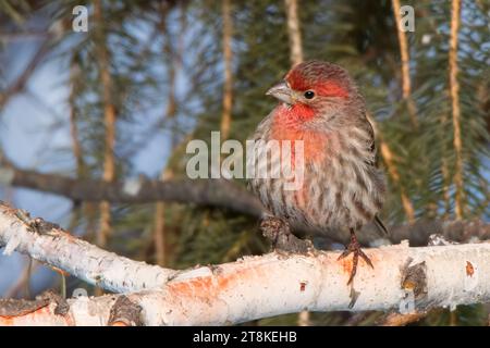 Bel bokeh maschio House Finch (Haemorhous mexicanus) arroccato nei rami di betulla nella Chippewa National Forest, Minnesota settentrionale USA Foto Stock