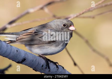 Junco scuro maschile (Junco hyemalis) che si arrocca su un ramo di betulla bel bokeh nella Chippewa National Forest, Minnesota settentrionale, USA Foto Stock