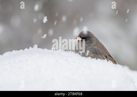 La femmina Dark Eyed Junco (Junco hyemalis) arroccata sulla neve durante una tempesta di neve nel nord del Minnesota nella Chippewa National Forest, Minnesota Foto Stock