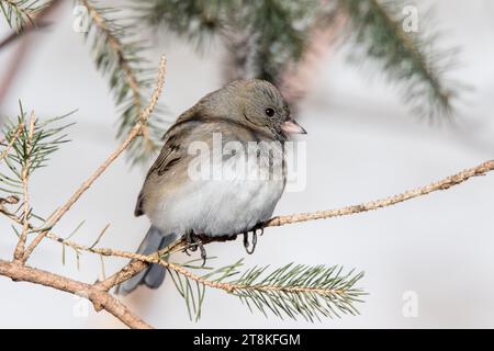 Primo piano femmina Dark Eyed Junco (Junco hyemalis) che si arrocca nei boughs di un albero di abete bianco del Minnesota nel nord del Minnesota negli Stati Uniti Foto Stock