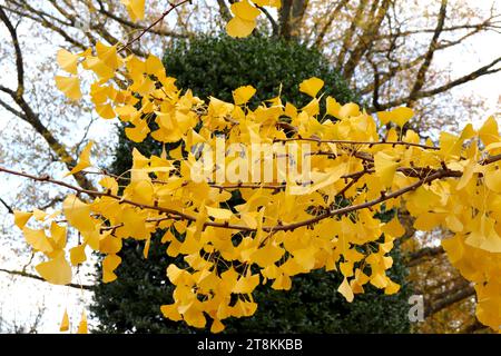 Foglie di Ginkgo giallo brillante in Autumm Foto Stock