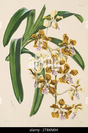 Vanda insignis - Warner, Williams - Select orch. piante 1, pl. 3 (1862-1865). Foto Stock