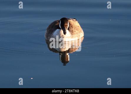 Oca canadese che guarda in basso il suo riflesso nello stagno su cui sta nuotando Foto Stock