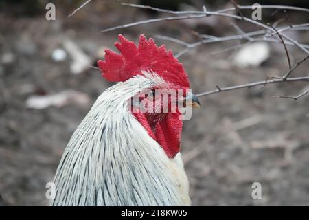 Testa e spalle ritratto di un gallo bianco su uno sfondo grigio sfocato Foto Stock