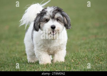 Foto di un grazioso cucciolo bianco e nero sull'erba che guarda la macchina fotografica. Foto Stock