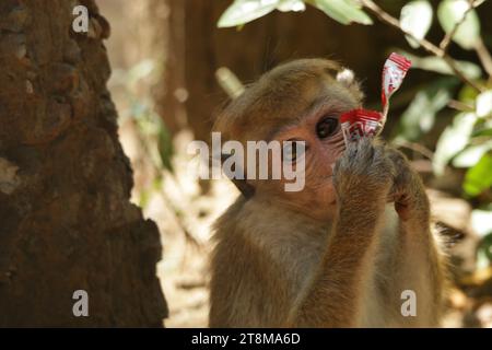 Toque Macaque in Sri Lanka. Visita lo Sri Lanka. Foto Stock