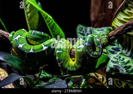 Emerald Tree Boa arroccato su un ramo Foto Stock