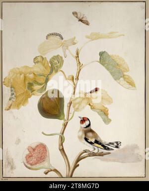 Fig specie con goldfinch, bruco e farfalla (gufo), Maria Sibylla Merian (Francoforte sul meno 1647 - 1717 Amsterdam), disegno, pittura in miniatura ad acquerello e tempera su pergamena, 37,3 x 30,5 cm, l. e duca Alberto di Sassonia-Teschen Foto Stock
