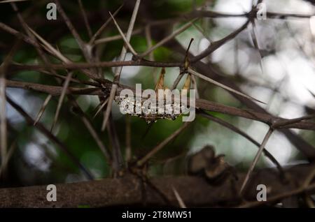 La postura di una farfalla appesa a un ramo della spina. Papilio machaon Foto Stock