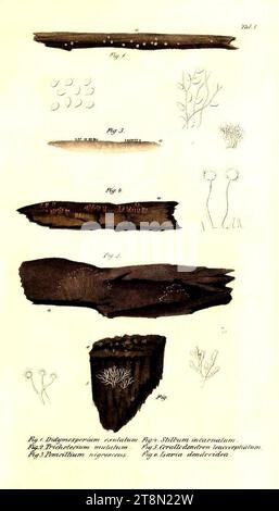 Verhandelingen van het Bataviaasch Genootschap van Kunsten en Wetenschappen 1839 Junghuhn Tab. IO Foto Stock