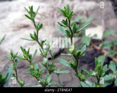 Veronica peregrina ssp xalapensis NRCS-1. Foto Stock