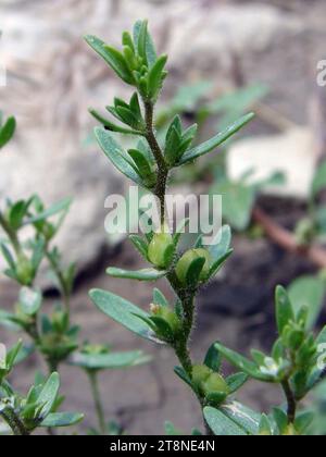 Veronica peregrina ssp xalapensis NRCS-1 (3x4). Foto Stock