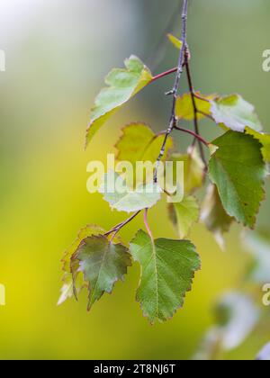 Ramo di betulla, Betula pendula, betulla argentata, betulla verrucola, betulla bianca europea, con le foglie verdi da vicino. Messa a fuoco selettiva. Foto Stock