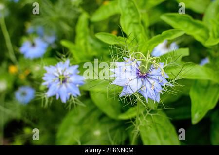 Piccolo fiore blu delicato di nigella sativa pianta, noto anche come caraway nero, cumino o kalanji, in una giornata di sole estate, bel bac floreale all'aperto Foto Stock